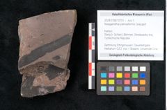 Foto (Objekt + Etikett) von Noeggerathia palmaeformis Goeppert (NHMW-GEO-2024-0188-10751)